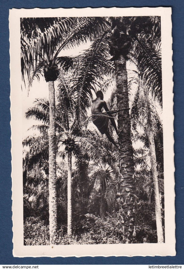 Dahomey - Carte postale - Récolte des palmistes