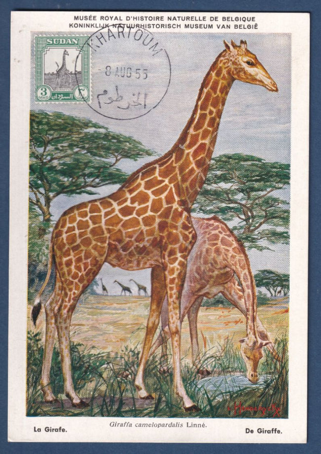 Soudan - Carte Maximum - La girafe - Oblitréré Khartoum - 1954