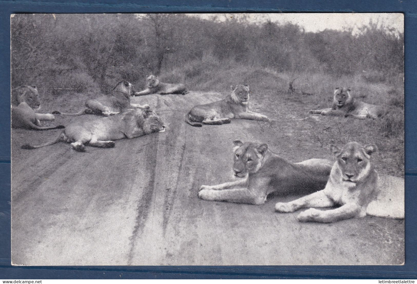 Afrique du Sud - Carte postale - Kruger Park - Lion - Lions - animaux - réserve