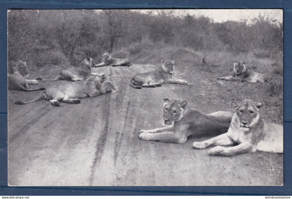 Afrique du Sud - Carte postale - Kruger Park - Lion - Lions - animaux - réserve