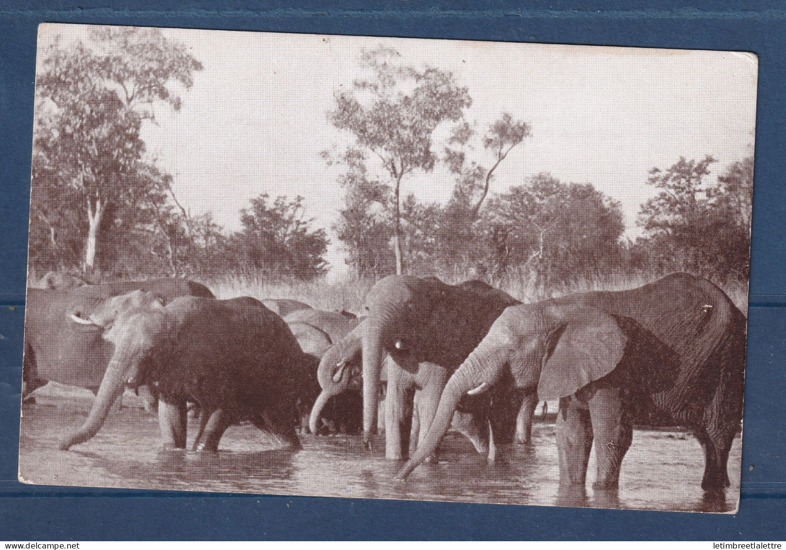 Afrique du Sud - Carte Photo - Kruger Park - éléphant - éléphants - animaux - réserve