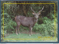 Ceylan Sri Lanka - carte postale - Faune cerf