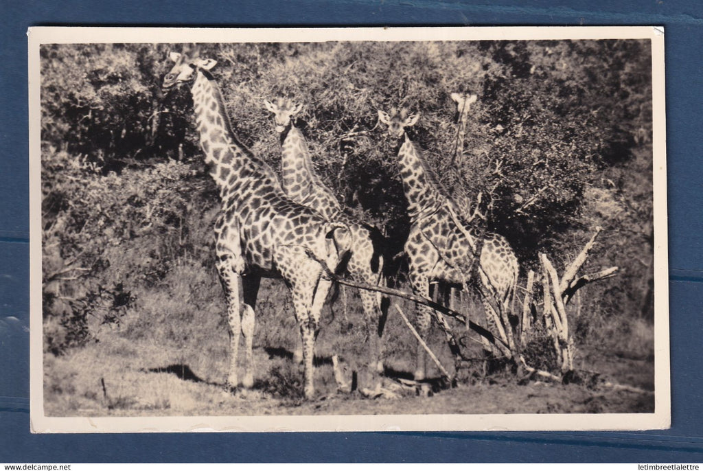 Afrique du Sud - Carte Photo - Kruger Park - Girafes - Girafe - animaux - réserve - groupe de 4 girafes
