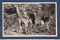 Afrique du Sud - Carte Photo - Kruger Park - Girafes - Girafe - animaux - réserve - groupe de 4 girafes