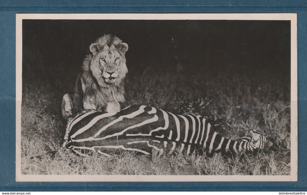 Afrique du Sud - Carte photo - thématique scène de chasse - Lion s'apprêtant à manger un zèbre