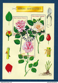 France -Bloc - YT n° 24 - oblitéré - congrès mondial de Roses anciennes - 1999