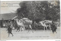 ⭐ Sénégal - Carte postale - Dakar - Transport des arachides au Sénégal ⭐