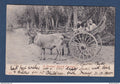 Birmanie - Burma - Carte postale - Burmese Bullock Carriage - attelage - 1905