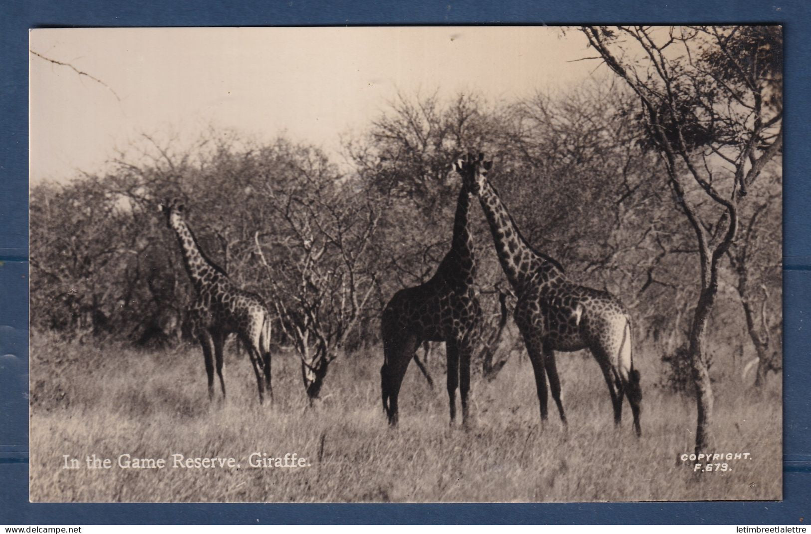 Afrique du Sud - Carte Photo - Kruger Park - Girafes - Girafe- animaux - réserve - in the game