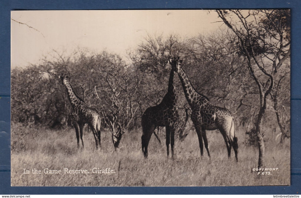 Afrique du Sud - Carte Photo - Kruger Park - Girafes - Girafe- animaux - réserve - in the game