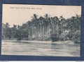 Myanmar - Birmanie - Burma - carte postale - Betel Palms on the River Bank