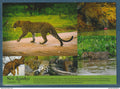 Ceylan Sri Lanka - carte postale - Faune Léopard